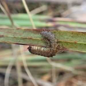 Dalodesmidae (family) at Aranda, ACT - 21 Apr 2022