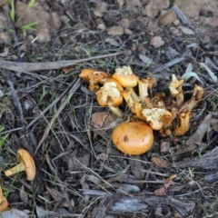 Gymnopilus junonius (Spectacular Rustgill) at Cook, ACT - 26 May 2022 by Tammy