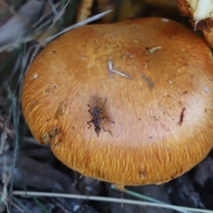 Tapeigaster sp. (genus) at Cook, ACT - 26 May 2022