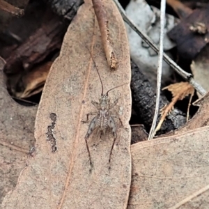 Grylloidea (superfamily) at Aranda, ACT - 25 Apr 2022 02:37 PM