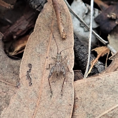 Grylloidea (superfamily) (Unidentified cricket) at Aranda, ACT - 25 Apr 2022 by CathB