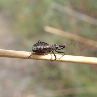 Coranus sp. (genus) (Assassin bug) at Molonglo Valley, ACT - 15 Apr 2022 by CathB