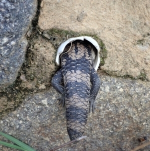 Tiliqua scincoides scincoides at Cook, ACT - 25 Apr 2022