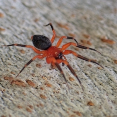 Nicodamus peregrinus (Common Red and black spider) at Aranda Bushland - 28 Apr 2022 by CathB