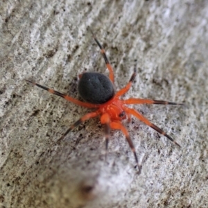 Nicodamus peregrinus at Aranda, ACT - 28 Apr 2022