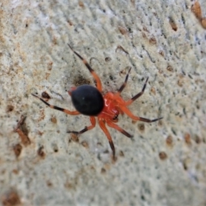 Nicodamus peregrinus at Aranda, ACT - 28 Apr 2022