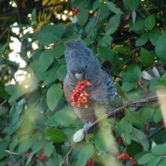 Callocephalon fimbriatum (Gang-gang Cockatoo) at Lyons, ACT - 16 May 2022 by jedp03