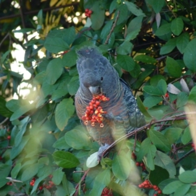 Callocephalon fimbriatum (Gang-gang Cockatoo) at Lyons, ACT - 16 May 2022 by jedp03