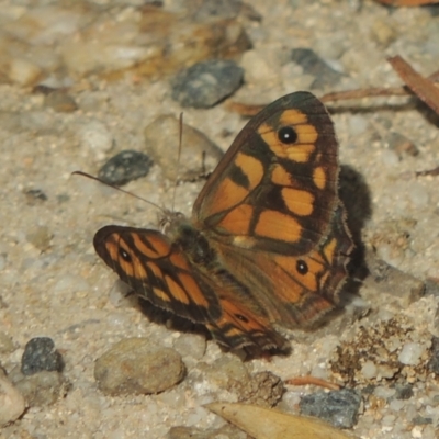 Geitoneura klugii (Marbled Xenica) at Paddys River, ACT - 13 Feb 2022 by michaelb