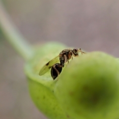 Chalcidoidea (superfamily) (A gall wasp or Chalcid wasp) at Aranda Bushland - 28 Apr 2022 by CathB