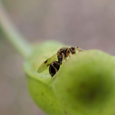 Chalcidoidea (superfamily) (A gall wasp or Chalcid wasp) at Aranda Bushland - 28 Apr 2022 by CathB