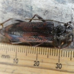 Phoracantha synonyma at Queanbeyan, NSW - 29 May 2022