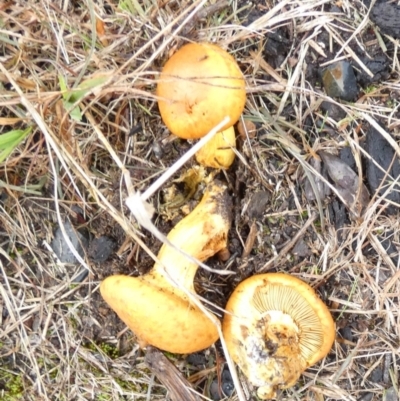 Gymnopilus sp. (Gymnopilus) at Queanbeyan West, NSW - 30 May 2022 by Paul4K