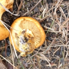 Gymnopilus sp. at Queanbeyan West, NSW - 31 May 2022