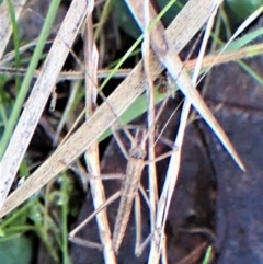 Zaprochilus australis at Aranda, ACT - 8 May 2022