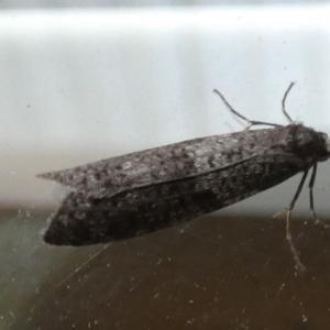 Lepidoscia adelopis, annosella and similar species at Queanbeyan, NSW - 31 May 2022