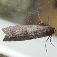 Lepidoscia adelopis, annosella and similar species at Queanbeyan, NSW - 31 May 2022