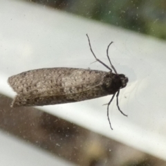 Lepidoscia adelopis, annosella and similar species at Queanbeyan, NSW - 31 May 2022