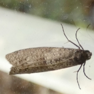 Lepidoscia adelopis, annosella and similar species at Queanbeyan, NSW - 31 May 2022