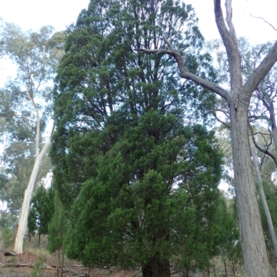 Callitris endlicheri (Black Cypress Pine) at Aranda, ACT - 22 Apr 2022 by CathB