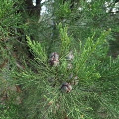 Callitris endlicheri at Aranda, ACT - 22 Apr 2022