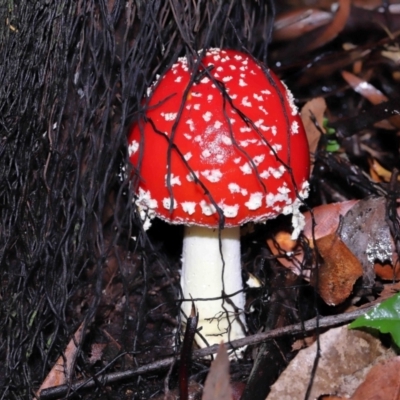 Amanita muscaria (Fly Agaric) at Acton, ACT - 31 May 2022 by TimL