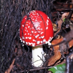 Amanita muscaria at Acton, ACT - 31 May 2022