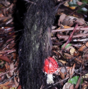 Amanita muscaria at Acton, ACT - 31 May 2022