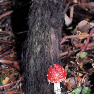 Amanita muscaria at Acton, ACT - 31 May 2022