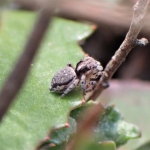 Maratus calcitrans at Aranda, ACT - 16 May 2022