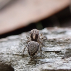 Maratus calcitrans at Aranda, ACT - 16 May 2022