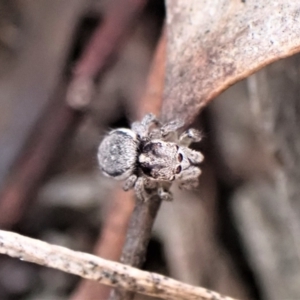 Maratus calcitrans at Aranda, ACT - 16 May 2022