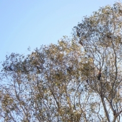 Callocephalon fimbriatum (Gang-gang Cockatoo) at Aranda Bushland - 3 May 2022 by CathB