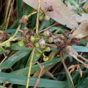 Callocephalon fimbriatum at Molonglo Valley, ACT - 3 May 2022