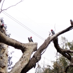 Callocephalon fimbriatum (Gang-gang Cockatoo) at Aranda Bushland - 23 May 2022 by CathB