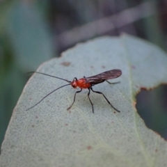 Braconidae (family) (Unidentified braconid wasp) at Aranda, ACT - 8 May 2022 by CathB