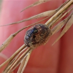 Trachymela sp. (genus) (Brown button beetle) at Cook, ACT - 26 May 2022 by CathB