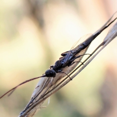 Monomachus antipodalis (A parasitic wasp) at Aranda Bushland - 29 May 2022 by CathB