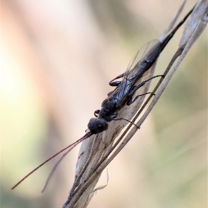 Monomachus antipodalis at Cook, ACT - 29 May 2022 02:35 PM