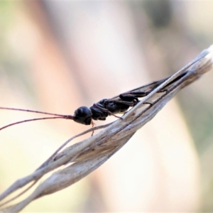 Monomachus antipodalis at Cook, ACT - 29 May 2022 02:35 PM