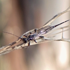 Monomachus antipodalis at Cook, ACT - 29 May 2022 02:35 PM