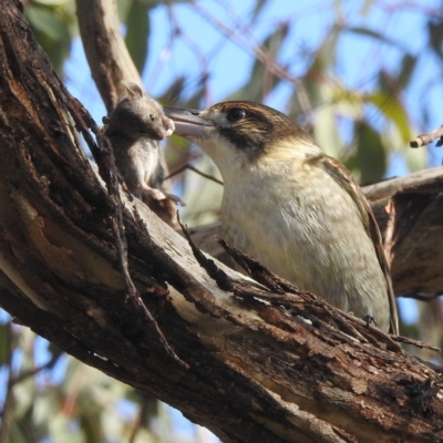 Cracticus torquatus (Grey Butcherbird) at Kambah, ACT - 29 May 2022 by HelenCross