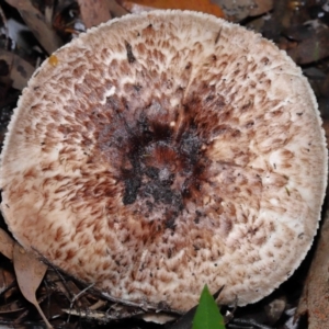 Agaricus sp. at Acton, ACT - 31 May 2022