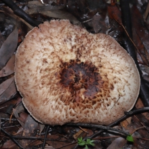 Agaricus sp. at Acton, ACT - 31 May 2022