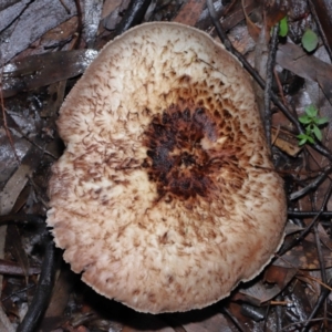 Agaricus sp. at Acton, ACT - 31 May 2022