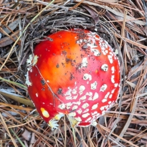 Amanita muscaria at Isaacs, ACT - 14 May 2022 12:56 PM