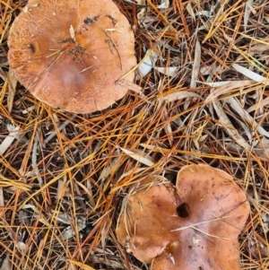 Lactarius deliciosus at Isaacs, ACT - 14 May 2022