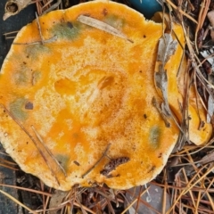 Lactarius deliciosus at Isaacs, ACT - 14 May 2022