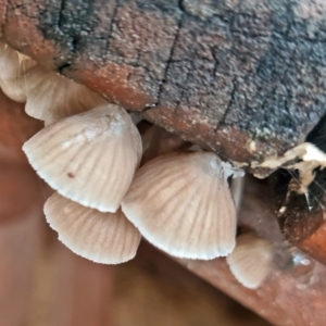 Mycena sp. at Isaacs, ACT - 14 May 2022 01:01 PM