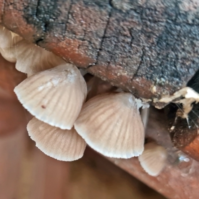 Mycena sp. (Mycena) at Isaacs, ACT - 14 May 2022 by galah681